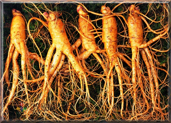 강화초지인삼센터에서 6년근 인삼을 만나다