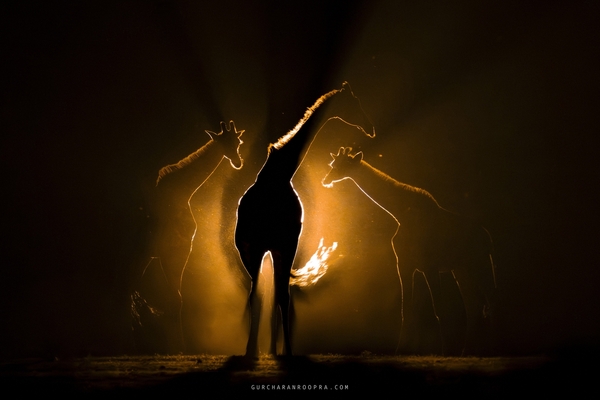 [Arte Photo Forum] “자연은 내 삶의 스승이고, 사진은 내가 자연과 대화하는 방식이다”